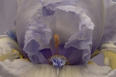 Zachte lavendel-iris
