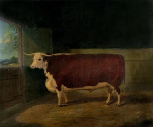 Portret van een Prijswinnende Hereford Stier, 1874