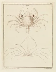 Strandkrab en een pijlkrabbensoort