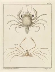 Strandkrab en een pijlkrabbensoort