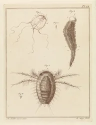 Verschillende zeedieren