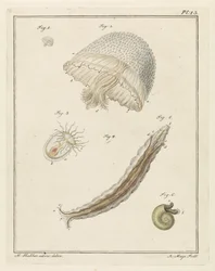 Verschillende zeedieren