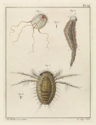 Verschillende zeedieren