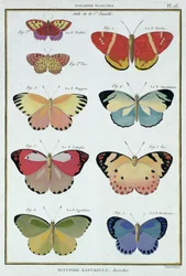Vlinders uit 