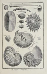 Zeeschelpen, illustratie uit 