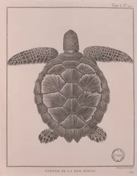 Schildpad uit de Rode Zee, illustratie uit 