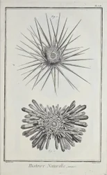 Zee-egels, illustratie uit 