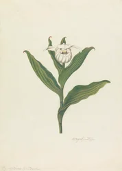 Vrouwenschoentje (Cypripedium Canadense, Calceolus Maria)