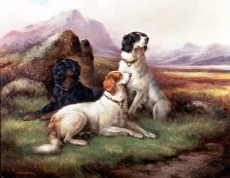 Setters in een Highland landschap