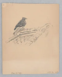 Vogel