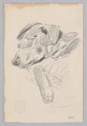 Hond