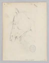 Paard