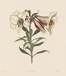 Een selectie van Hexandrian-planten, behorend tot de natuurlijke orde van Amaryllidae..., 1831-1832