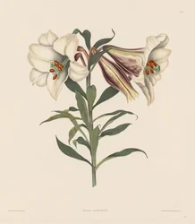 Een Selectie van Hexandrische Planten, behorend tot de natuurlijke orde van Amaryllidae en Liliaceae: Japanse Lelie