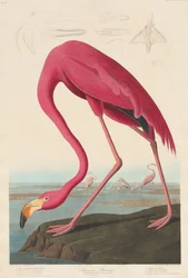 Amerikaanse Flamingo, 1838