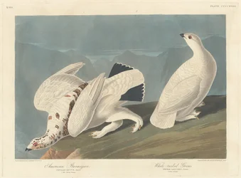 Amerikaans sneeuwhoen en witstaartsneeuwhoen, 1838.