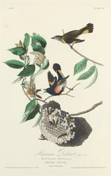 Amerikaanse Roodstaart, 1828