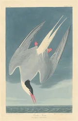 Noordse stern, 1835