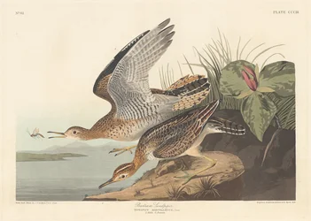 Bartram strandloper