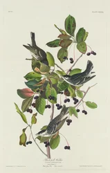 Zwartkopzanger