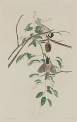Zwartkopmees, 1833