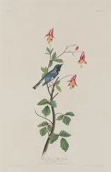 Zwartkeelblauwe Zanger, 1832