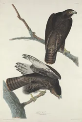 Zwarte krijger, 1830.