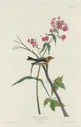Blackburniaanse Zanger