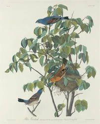 Blauwe gors, 1831
