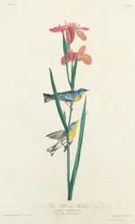 Blauw Geelrugzanger