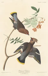 Pestvogel, 1837.