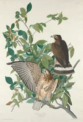 Breedvleugelbuizerd, 1830.