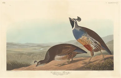 Californische Patrijs, 1838