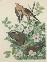 Carolina duif of tortelduif, 1827