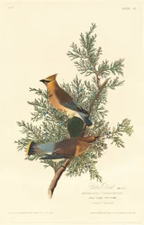 Cedar Bird, 1828