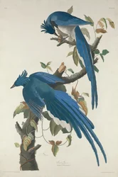 Columbia Gaai, 1830