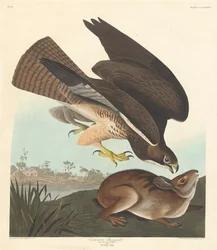 Buizerd, 1837