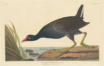 Waterhoen, 1835