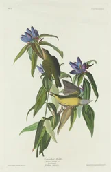 Connecticut Zanger, 1832