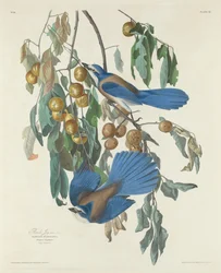 Florida Kraaien, 1830