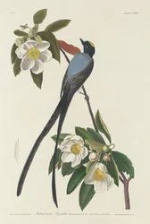 Vorkstaartvliegenvanger, 1833