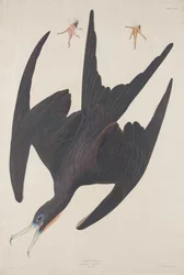 Fregat Pelican