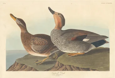 Krakeend, 1836