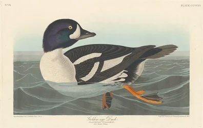 Brilduiker