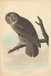 Grote Grijze Uil
