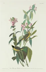 Groene zwartkopsnappper, 1831