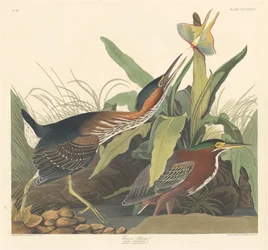 Groene reiger