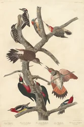 Harige specht, 1838