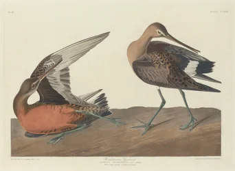 Hudsoniaanse Grutto