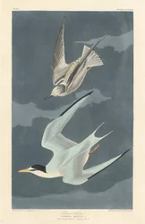 Dwergstern, 1836